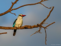 Woodland kingfisher on branch, South-Africa
